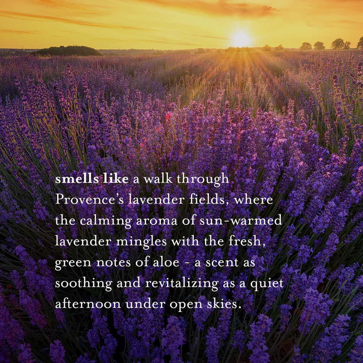 A LA MAISON Lavender Aloe Liquid Hand Soap in a lifestyle setting