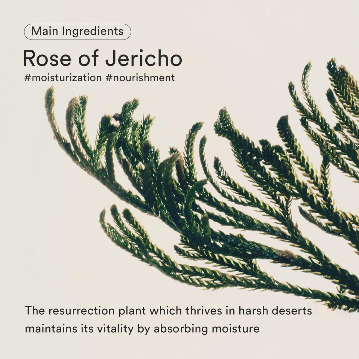 Abib Jericho Rose Bifida Serum in lifestyle setting on a vanity