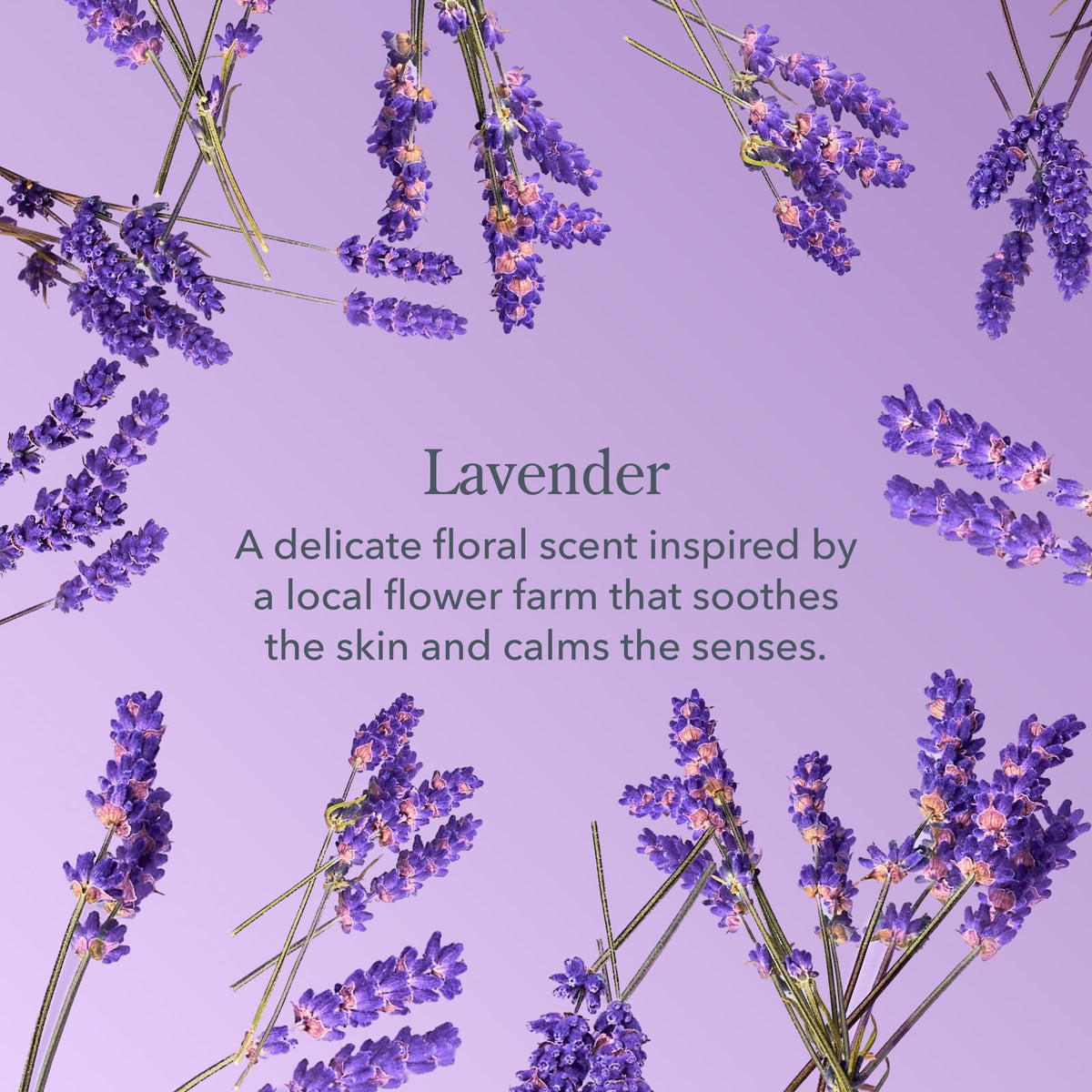 Beekman 1802 Goat Milk Face Wipes Lavender with lavender flowers