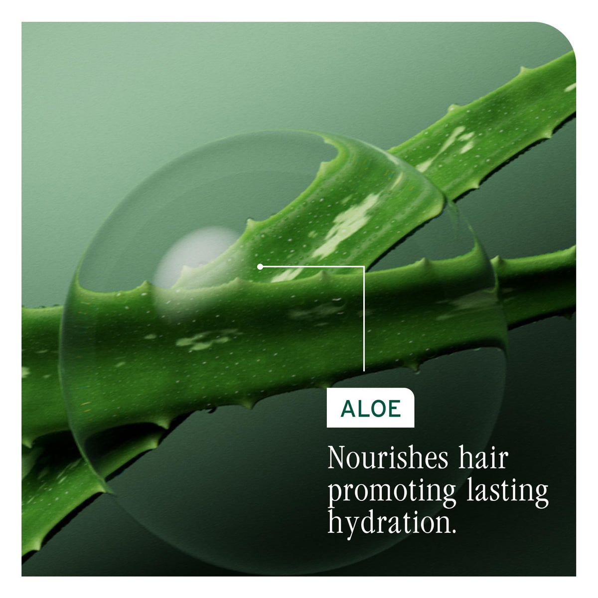 Biolage Hydra Source Detangling Solution texture close-up