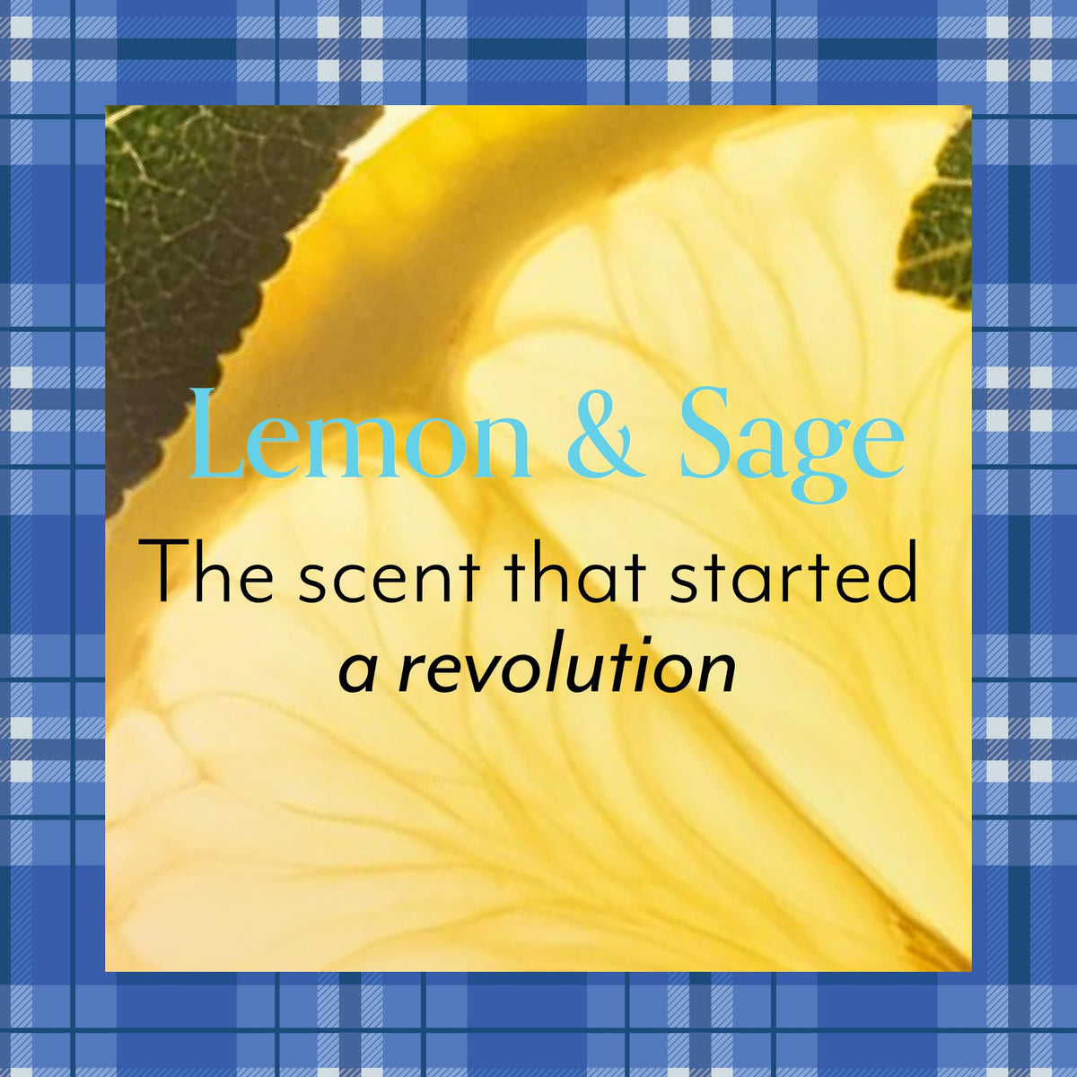 Bliss Gilmore Girls Lemon & Sage Body Butter on a wooden table