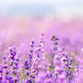 Close-up of Earthborn Elements Lavender Epsom Salt texture