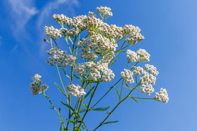 Close-up of US Organic Yarrow Essential Oil dropper