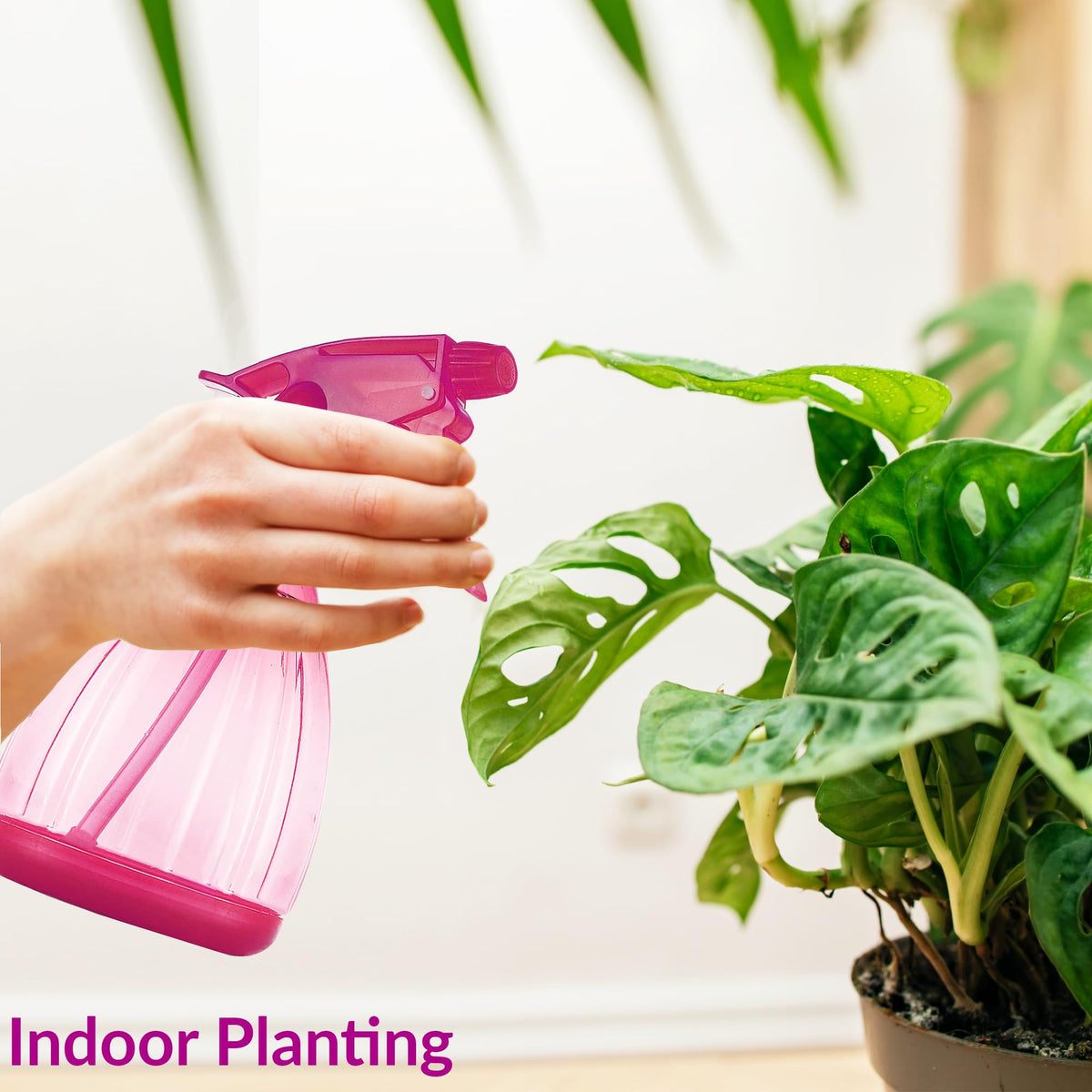 DilaBee 12oz spray bottle in use for plant care