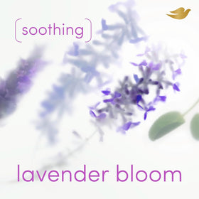 Dove Whole Body Deodorant Spray Lavender Bloom back view