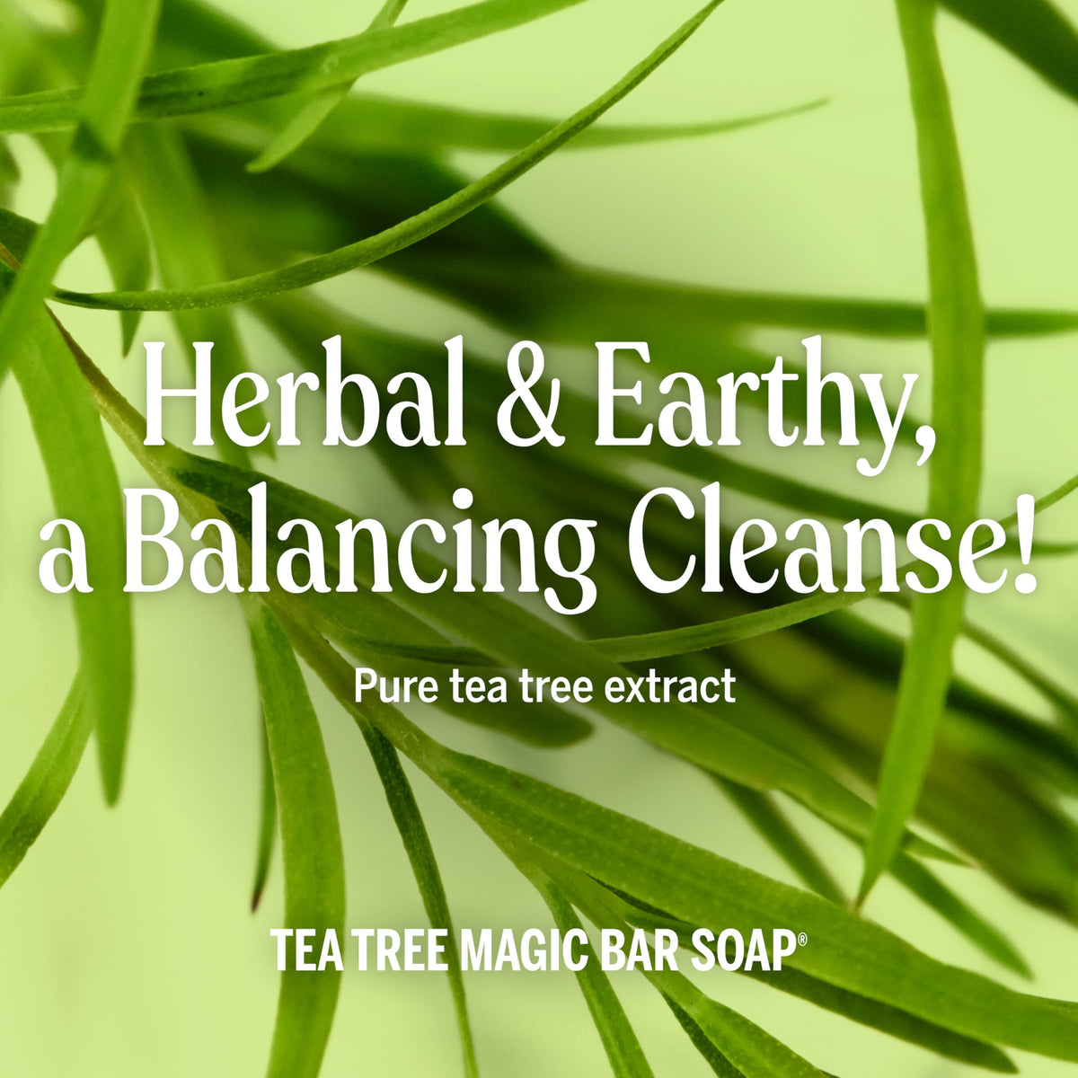 Dr. Bronner's Pure-Castile Magic Bar Soap Tea Tree ingredients list