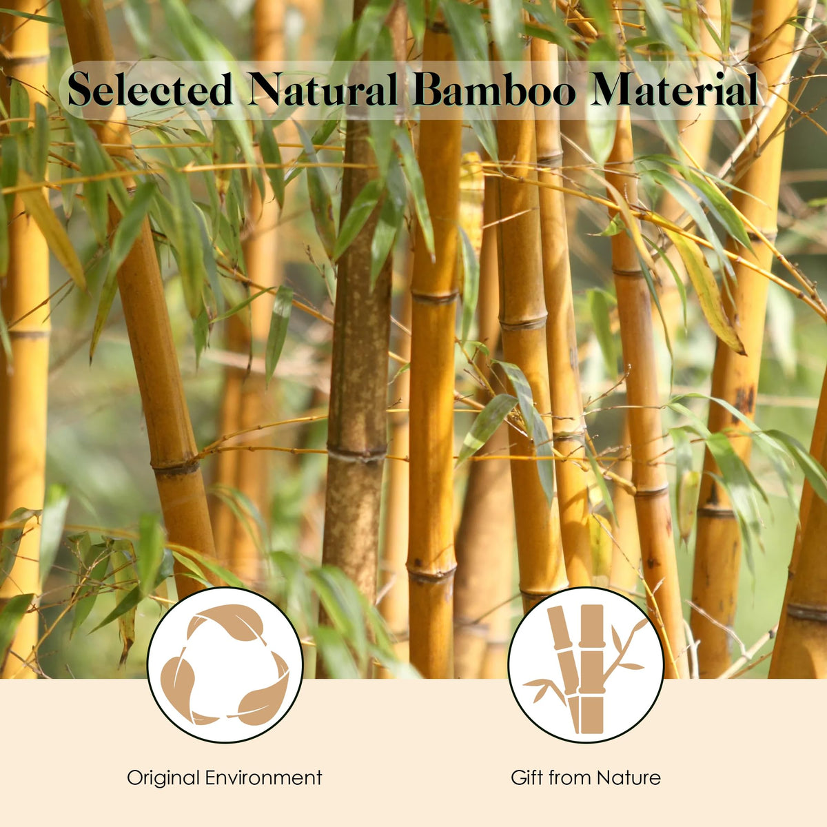 GAINWELL Bamboo Hair Brush close-up of bamboo bristles