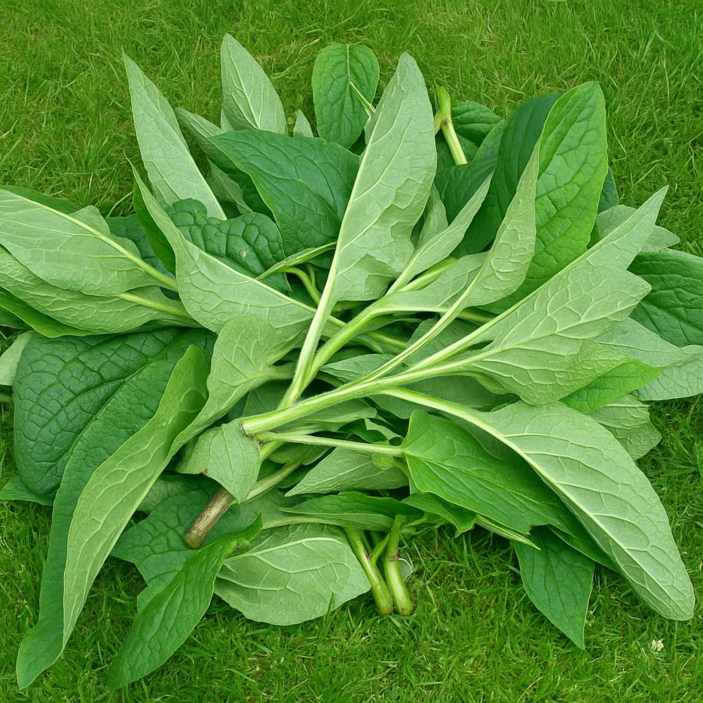 Generic Comfrey Salve application on skin