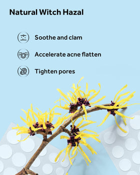 Ingredients of LitBear Acne Pimple Patches displayed