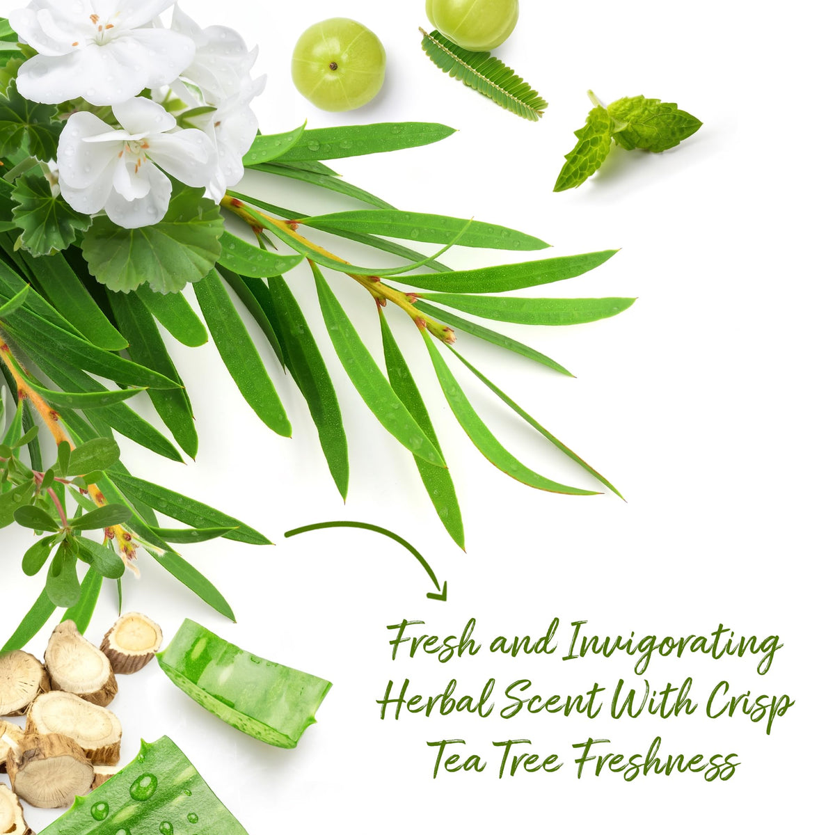 Ingredients of Roycederm Tea Tree Body Wash displayed