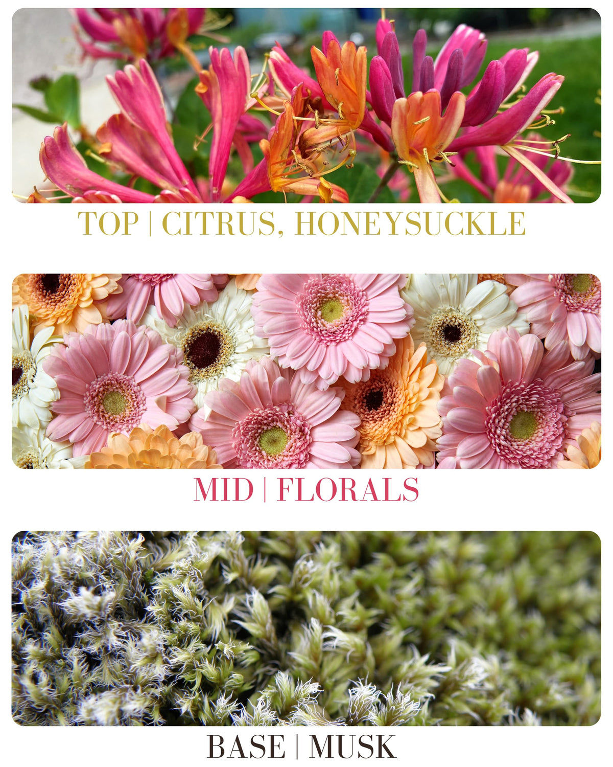 Kailuna Co. Honeysuckle Essential Oil Perfume Roll On packaging details