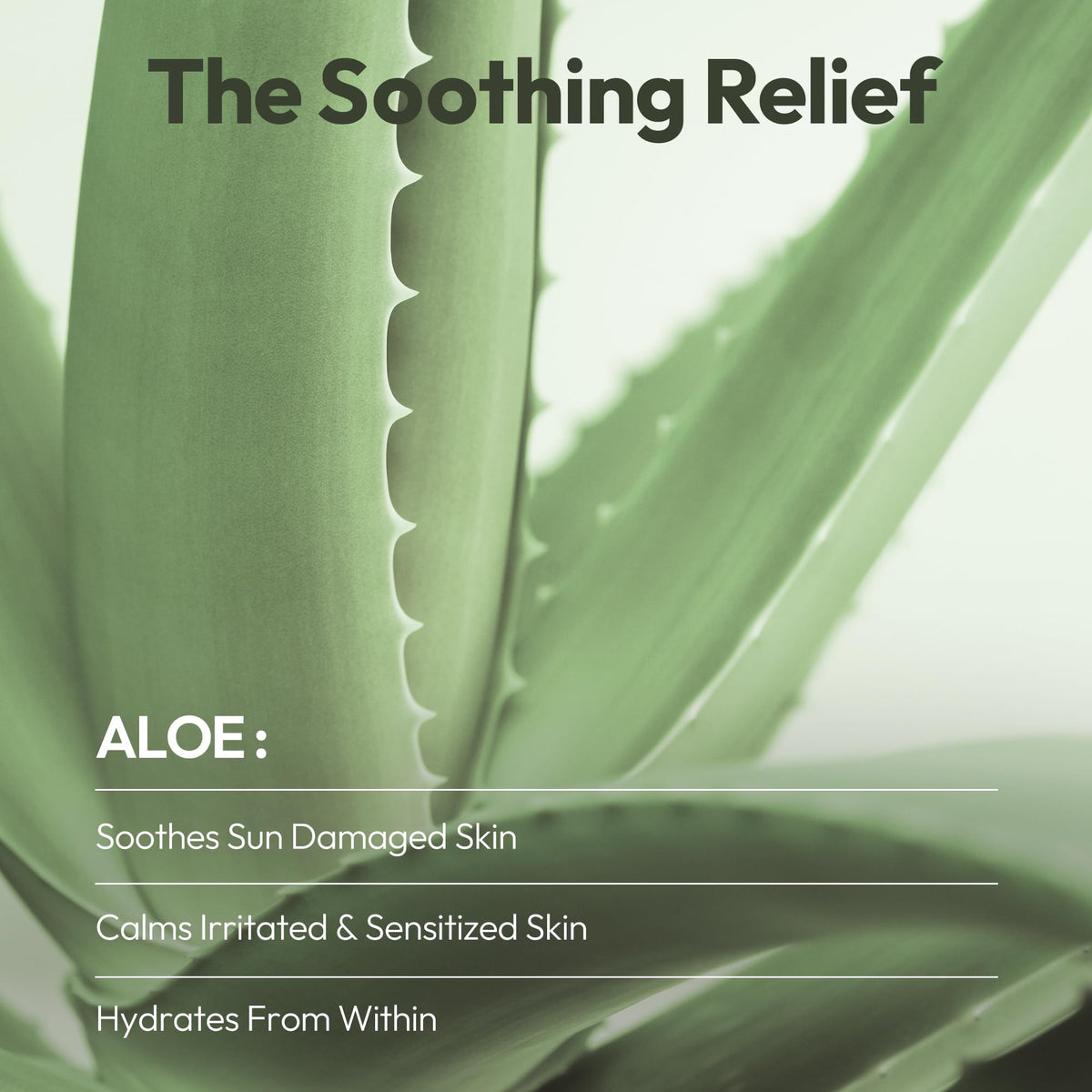 LAPCOS Aloe Sheet Mask packaging details