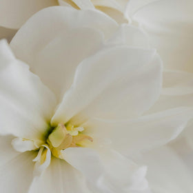 Le Monde Gourmand Fleur de Blonde Eau de Parfum lifestyle scene