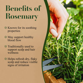 Lia Organics Rosemary Hair Growth Scalp Spray mist application