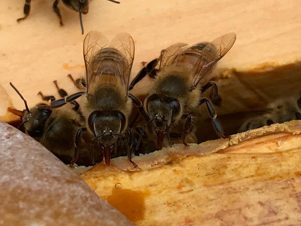 Lifestyle shot of Planet Bee Apiary Lavender Bee Salve