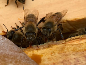Lifestyle shot of Planet Bee Apiary Lavender Bee Salve