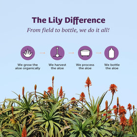 Lily Of The Desert Gelly Moisturizer bottle with aloe vera plant