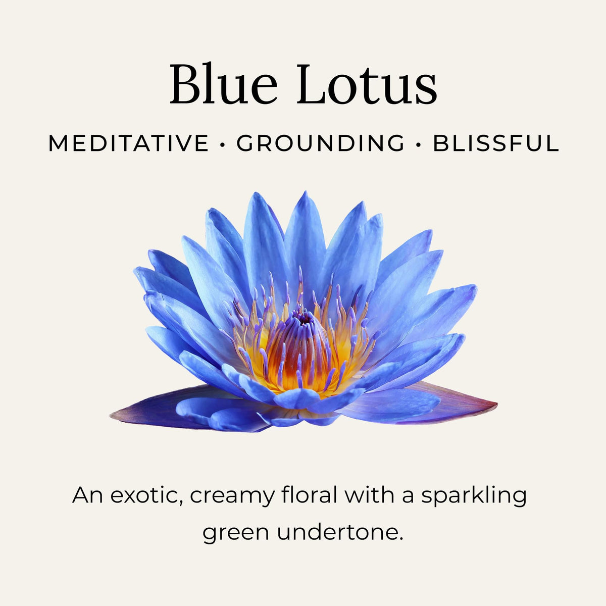 Little Seed Farm Blue Lotus Deodorant Cream jar side view