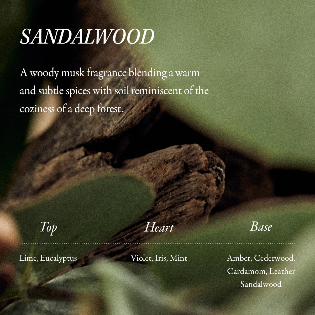 LONGTAKE Sandalwood Shampoo texture close-up