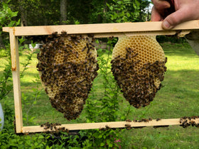 Tattoo Bee packaging with natural ingredients displayed