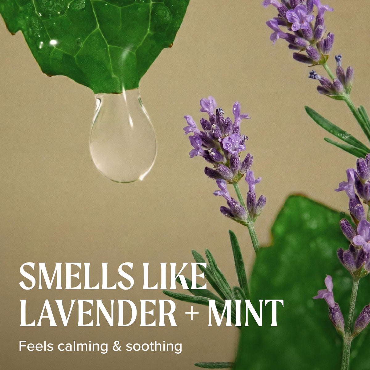 Tea Tree Lavender Mint Moisturizing Shampoo with lavender and mint leaves