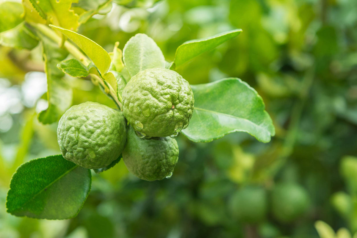 US Organic Bergamot Essential Oil on a wooden surface