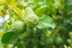 US Organic Bergamot Essential Oil on a wooden surface