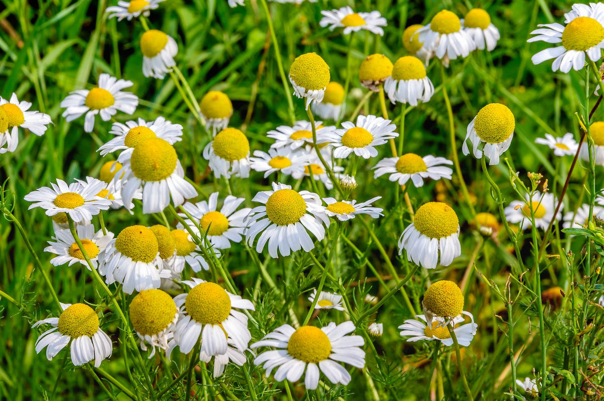 US Organic Blue Chamomile Essential Oil packaging