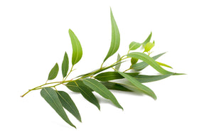 US Organic Eucalyptus Essential Oil in a lifestyle setting