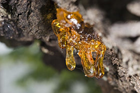 US Organic Frankincense Essential Oil in diffuser setting