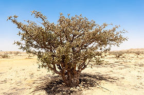 US Organic Frankincense Essential Oil in diffuser setting