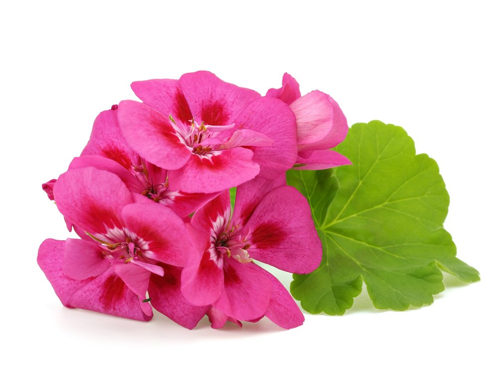 US Organic Geranium Essential Oil 15ml with essential oil blends