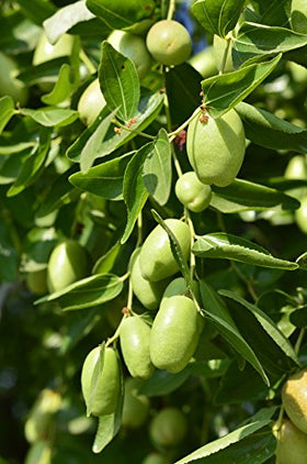 US Organic Jojoba Oil 2oz with skincare products