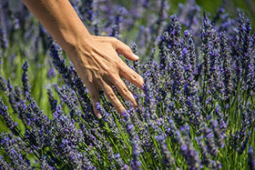 US Organic Lavender Essential Oil in a diffuser