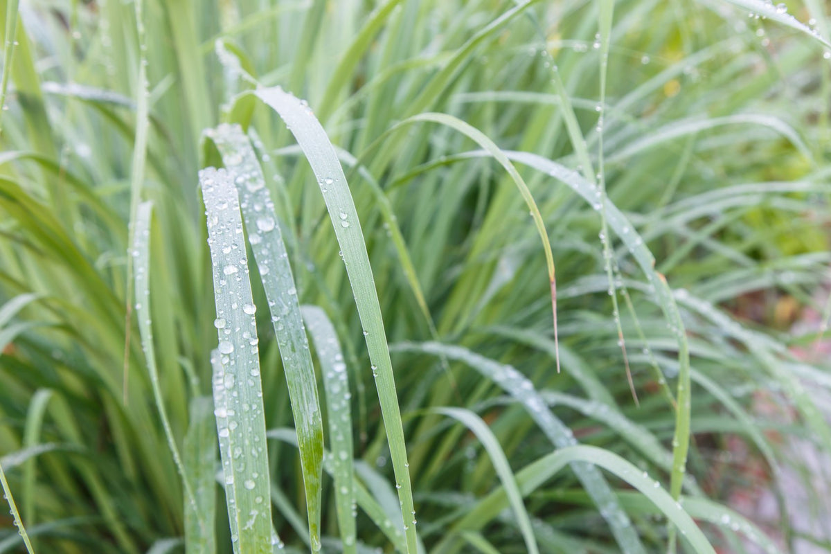 US Organic Lemongrass Essential Oil in a lifestyle setting