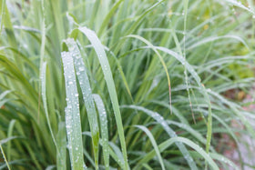 US Organic Lemongrass Essential Oil in a lifestyle setting