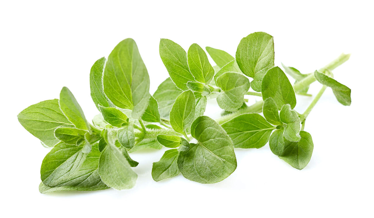 US Organic Oregano Essential Oil lifestyle scene with diffuser