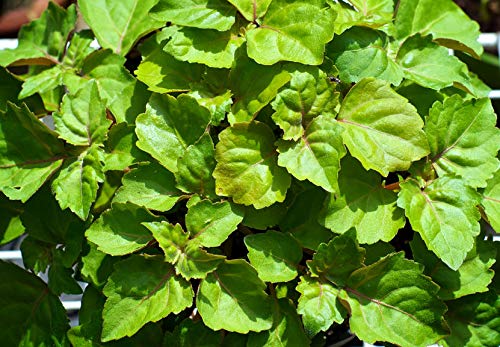 US Organic Patchouli Essential Oil packaging