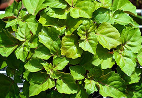 US Organic Patchouli Essential Oil with natural ingredients