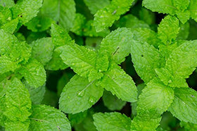 US Organic Peppermint Essential Oil packaging details