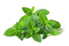 US Organic Spearmint Essential Oil with herbs in background