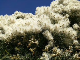 US Organic Tea Tree Essential Oil in a lifestyle setting