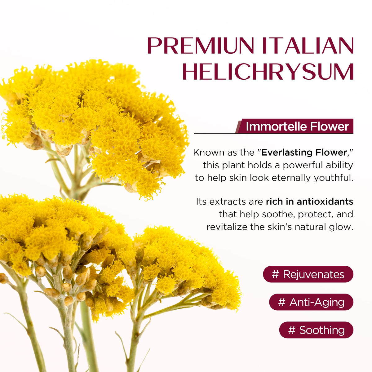 Vigority Helichrysum Balm 3.4oz with natural ingredients